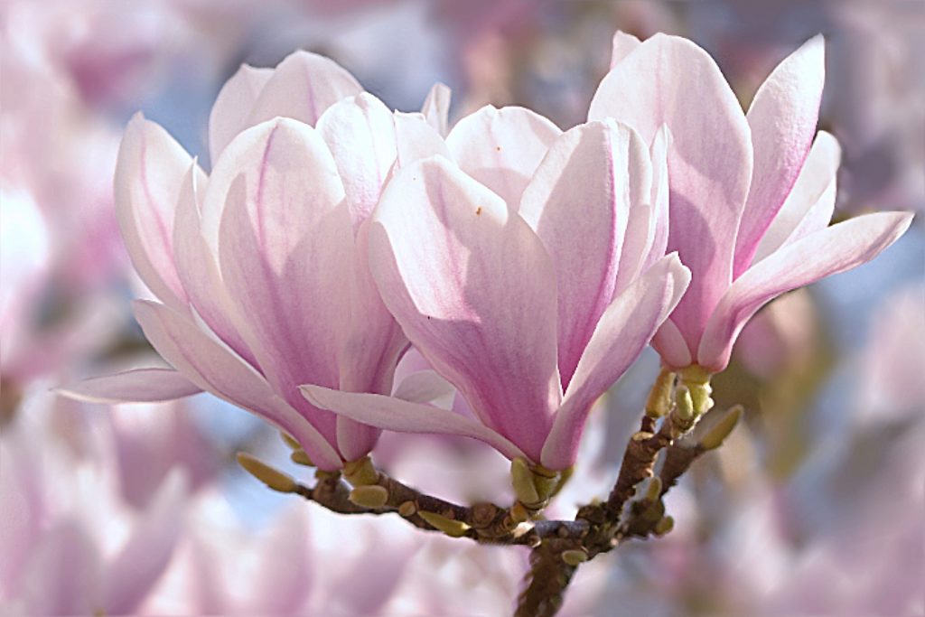 Il fiore di magnolia come materia prima per creare un profumi